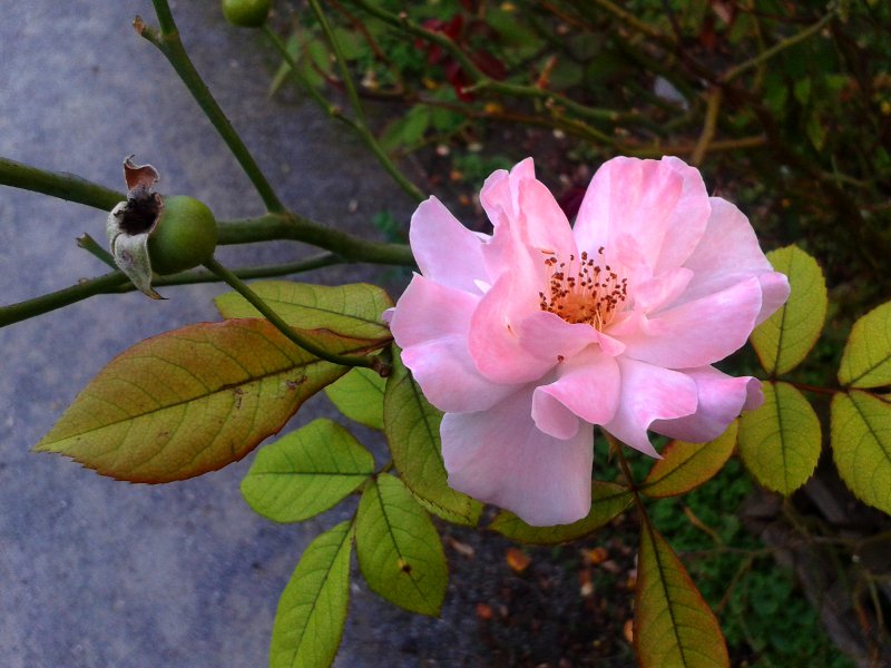 Eine prachtvolle Rose im Garten