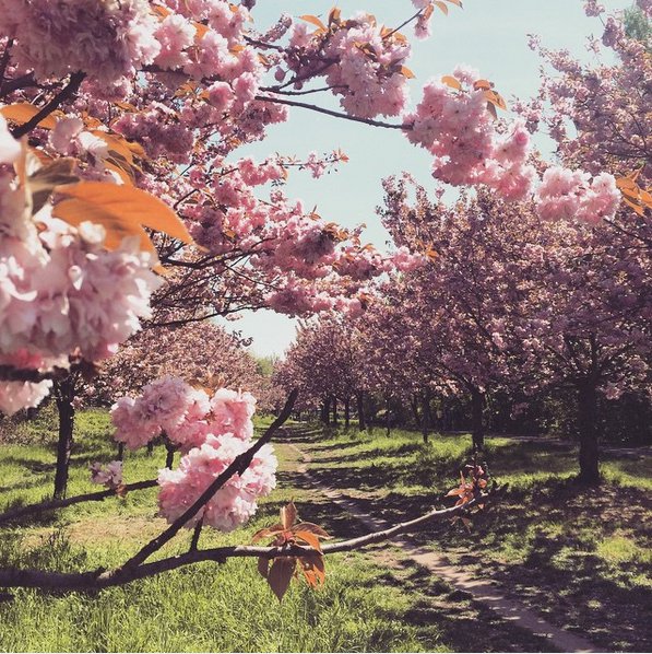 Blühende Kirschbäume auf einer Sonnenwiese