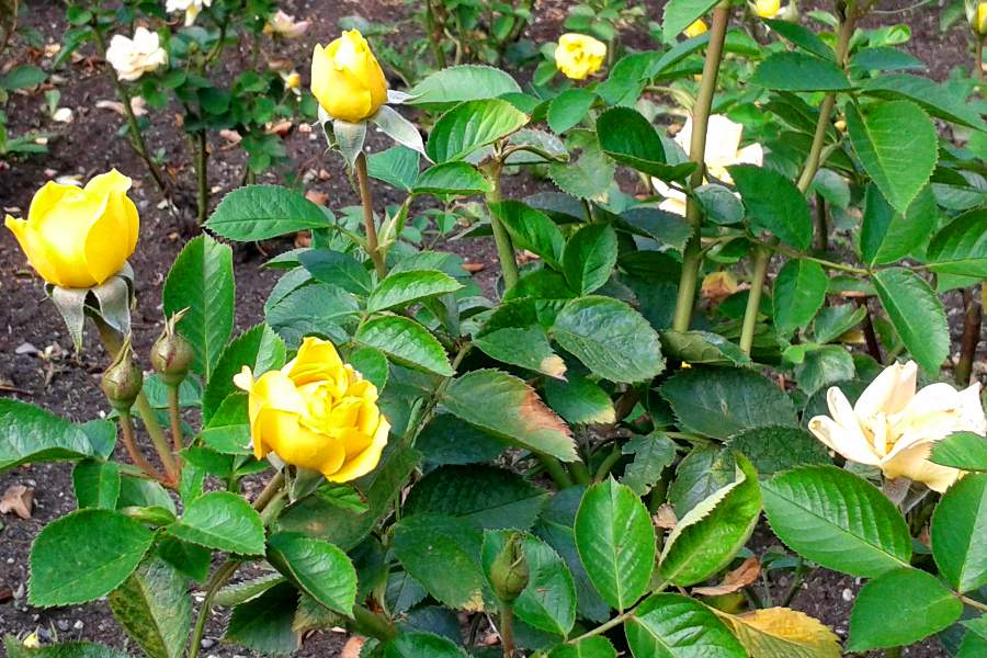 Gelbe Rosen im Rosengarten